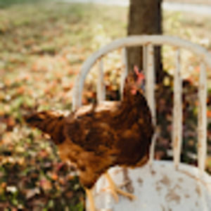 Meet your Posher, Amelia